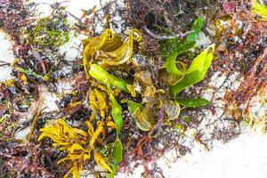 Different types of seaweed sea grass beach sand and water. photo