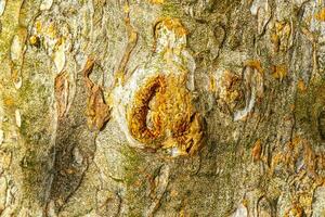 Texture of the bark of a tropical tree jungle Mexico. photo