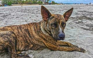 Dog relaxing lying on beach sand in sunny Mexico. photo