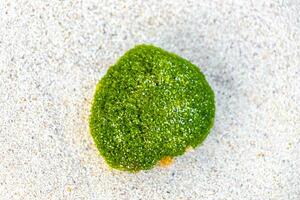 Different types of seaweed sea grass beach sand and water. photo