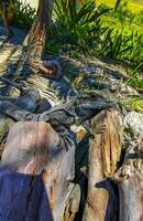 Iguana lying sitting on wood branch of a tree Mexico. photo