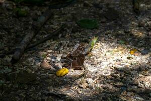 grande azul mariposa azul morfo en el bosque piso. foto