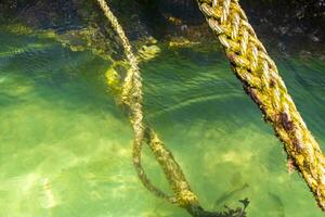 Ropes in the water with moss and sea weed Mexico. photo