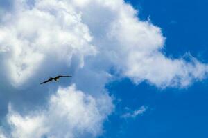 Fregat birds flock fly blue sky clouds background in Mexico. photo