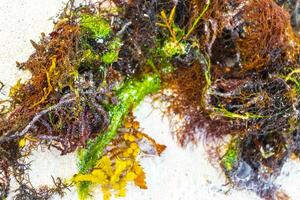 Different types of seaweed sea grass beach sand and water. photo