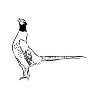 pheasant vector sketch