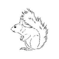 squirrel vector sketch