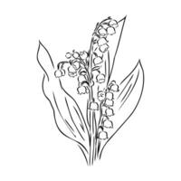 lily of the valley vector sketch