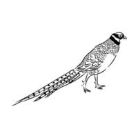 pheasant vector sketch