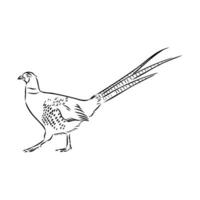 pheasant vector sketch