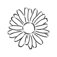 daisy flower vector sketch