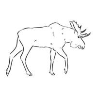 bosquejo del vector de los alces