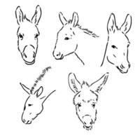 dibujo vectorial de burro vector