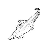 crocodile vector sketch