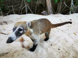 Coati coatis snuffling and search for food tropical jungle Mexico. photo