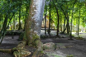 gigante tropical arboles en el selva selva coba restos México. foto