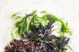 Different types of seaweed sea grass beach sand and water. photo