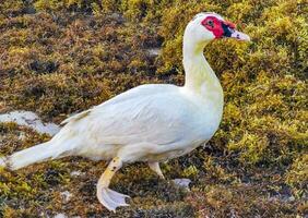 Muscovy duck on Caribbean beach in Playa del Carmen Mexico. photo