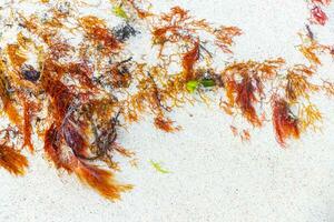 diferente tipos de algas marinas mar césped playa arena y agua. foto