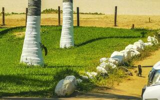 Grey squirrels play on palm trees on the beach Mexico. photo