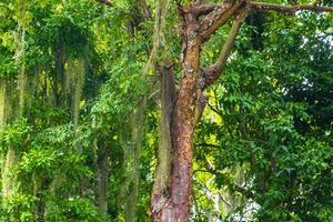 Giant tropical trees in the jungle rainforest Coba Ruins Mexico. photo