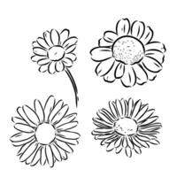 daisy flower vector sketch