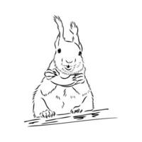 squirrel vector sketch