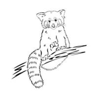 red panda vector sketch