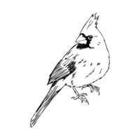 cardinal bird vector sketch