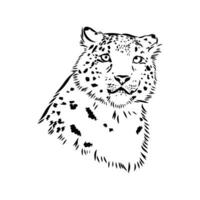 nieve leopardo vector bosquejo