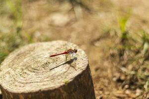 cerca arriba Disparo de el libélula. insecto foto