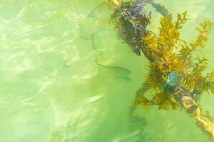 Ropes in the water with moss and sea weed Mexico. photo