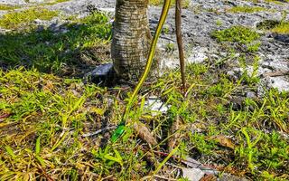 Green small tropical snake in the bushes Tulum Ruins Mexico. photo