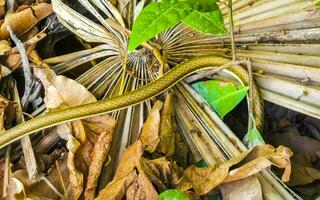 Green small tropical snake in the bushes Tulum Ruins Mexico. photo