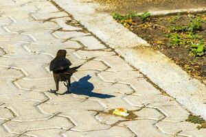 gran cola grackles hembras bebés machos comer alimentar cada otro. foto