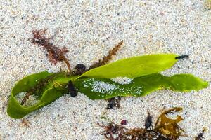 Different types of seaweed sea grass beach sand and water. photo