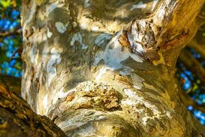 Texture of the bark of a tropical tree jungle Mexico. photo