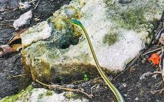 Green small tropical snake in the bushes Tulum Ruins Mexico. photo
