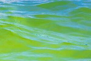 Trumpet fish trumpetfish swims on water surface Caribbean Mexico. photo