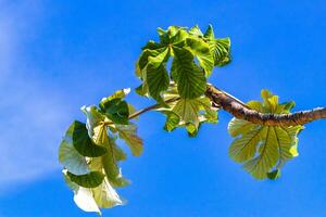 Leaves branch of a tropical trumpet tree blue sky Mexico. photo