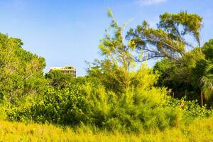 Caribbean beach nature palm trees plant jungle forest nature Mexico. photo