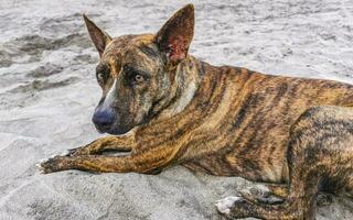 Dog relaxing lying on beach sand in sunny Mexico. photo