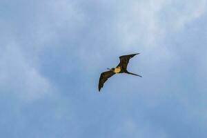 Fregat birds flock fly blue sky clouds background in Mexico. photo