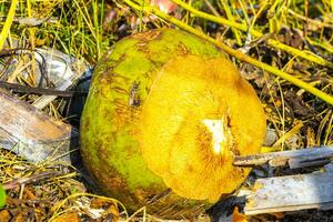 Old fallen coconut lies on the beach and rots away. photo