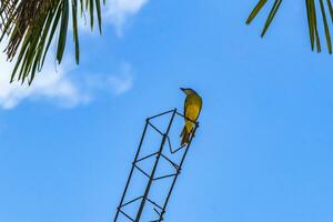 Tropical yellow kingbird flycatcher between palm trees Playa del Carmen. photo