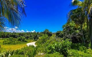 Tropical natural jungle forest palm trees Tulum Mayan ruins Mexico. photo