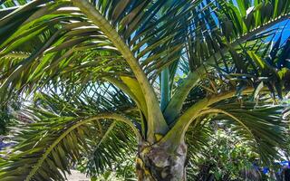 Tropical palm trees coconuts blue sky in Tulum Mexico. photo