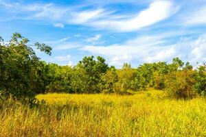 Caribbean beach nature palm trees plant jungle forest nature Mexico. photo