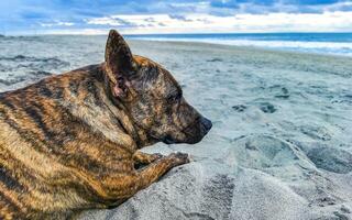 perro relajante tumbado en la arena de la playa en el soleado méxico. foto