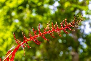 Tropical plant with beautiful red stem flower in Coba Mexico. photo